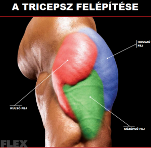 külső tricepsz edzése
