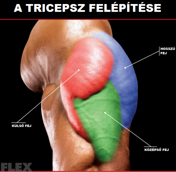 külső tricepsz edzése