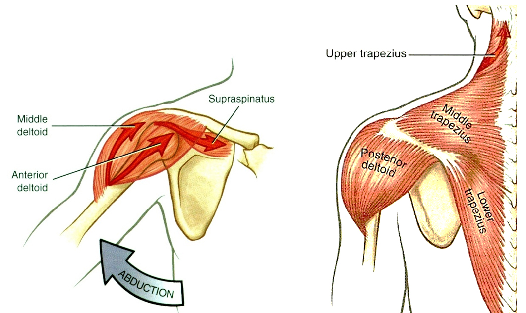 vállizom felépítése