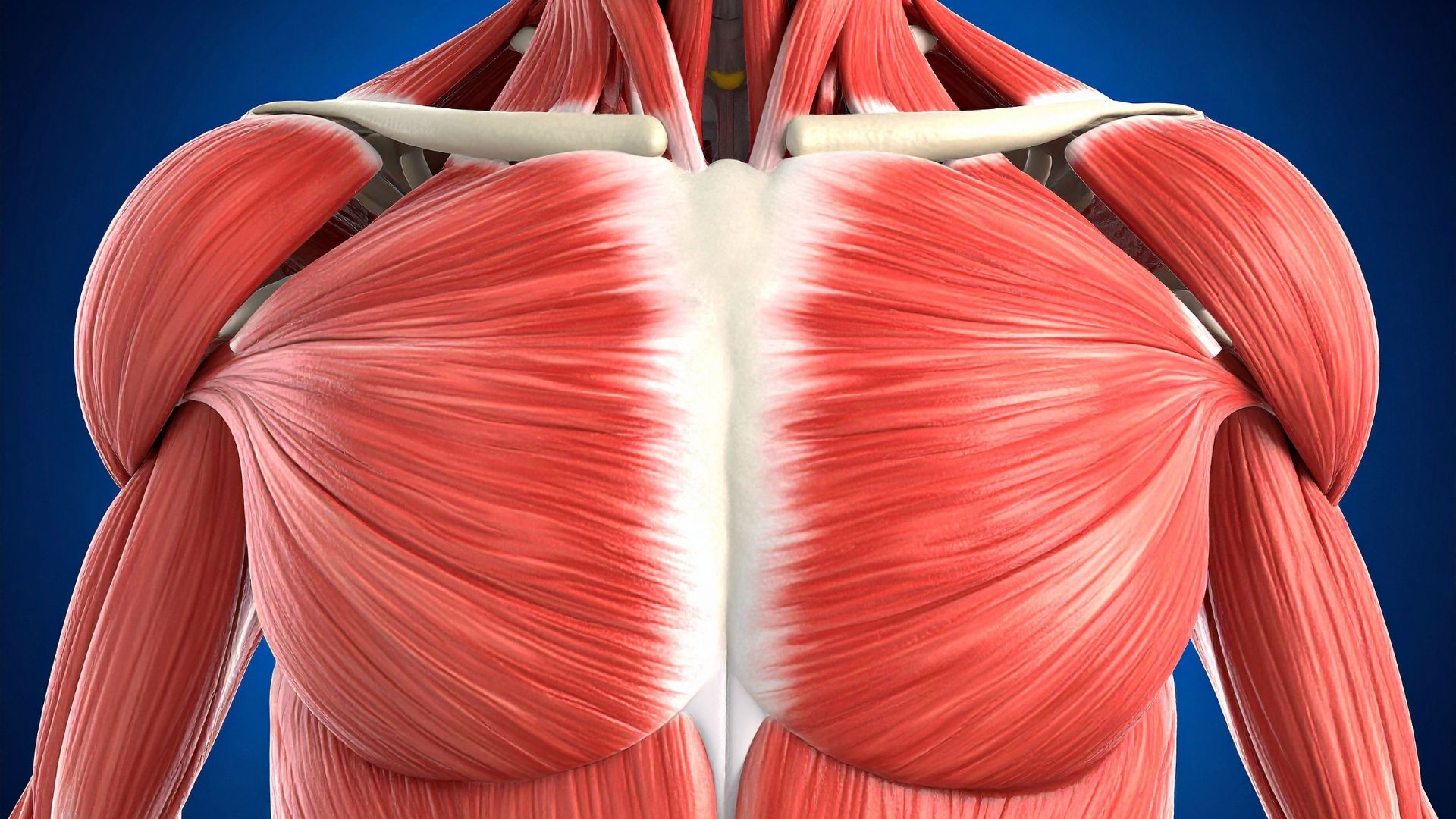 otthoni mellizom edzés